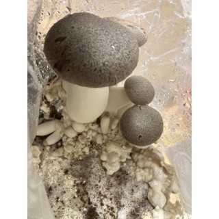 Pleurote PERLE NOIR cultivé en France, dans les Alpes