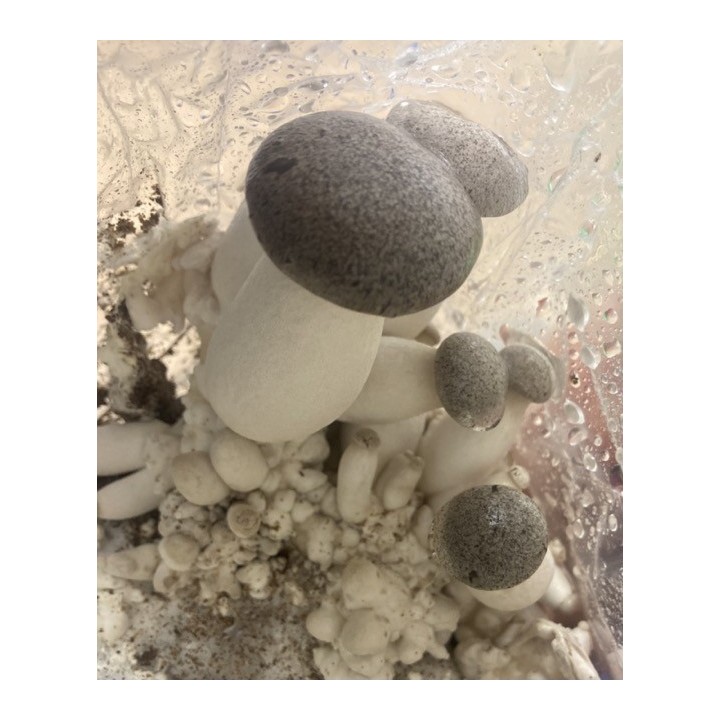 Pleurote PERLE NOIR cultivé en France, dans les Alpes