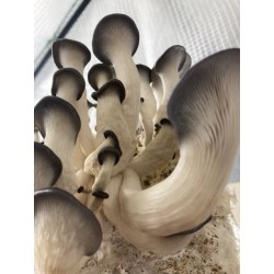 Pleurotes Gris, séchés
