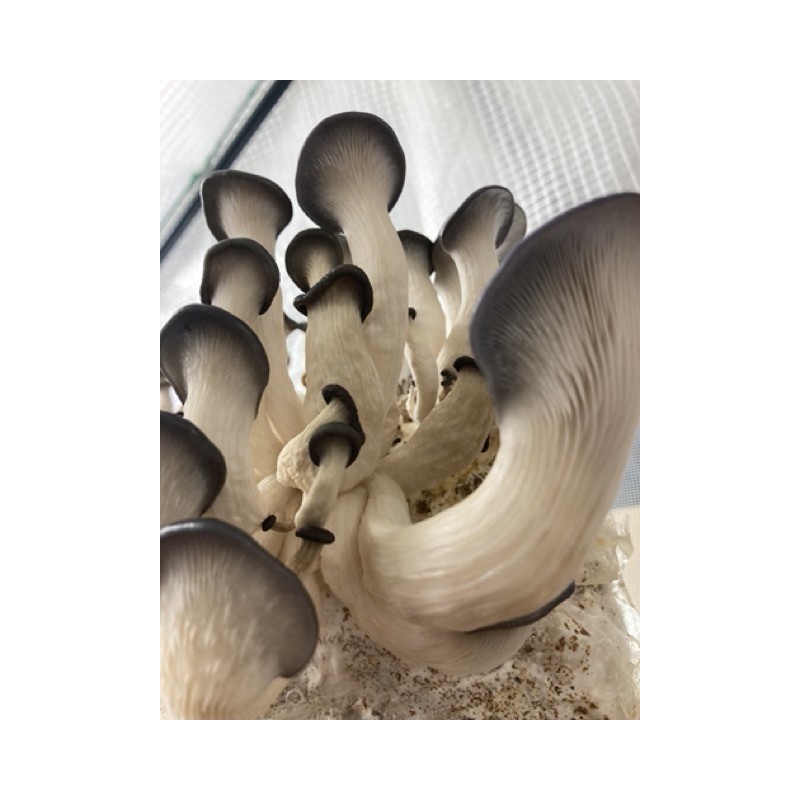 Pleurotes Gris cultivés en France,