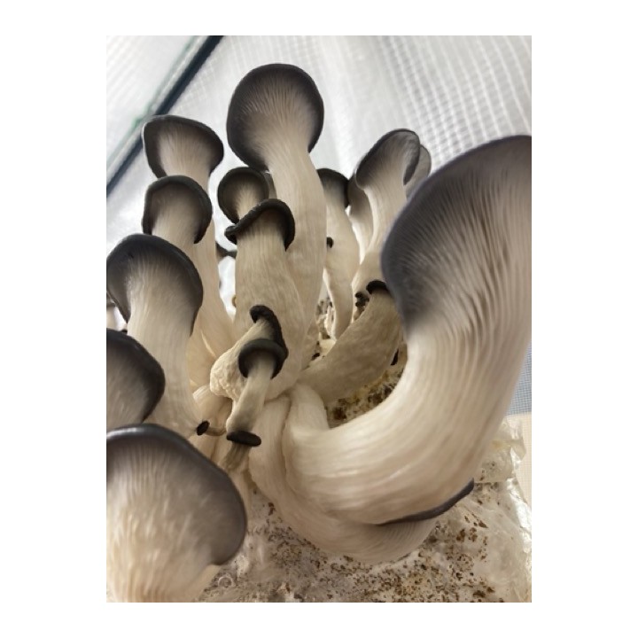 Pleurotes Gris cultivés en France,