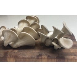 Pleurotes Gris, séchés