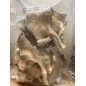 Pleurotes Gris cultivés en France,