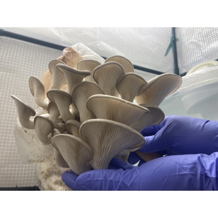 Pleurotes Gris cultivés en France,