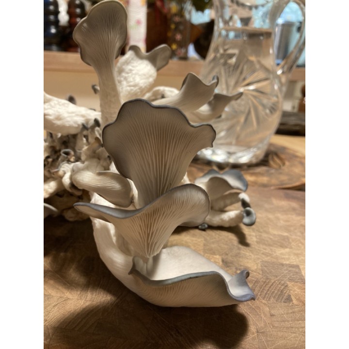 Pleurotes Gris cultivés en France,