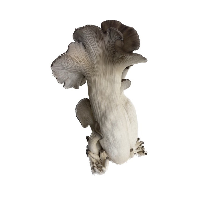 Pleurotes PERLE NOIR cultivés en France, dans les Alpes
