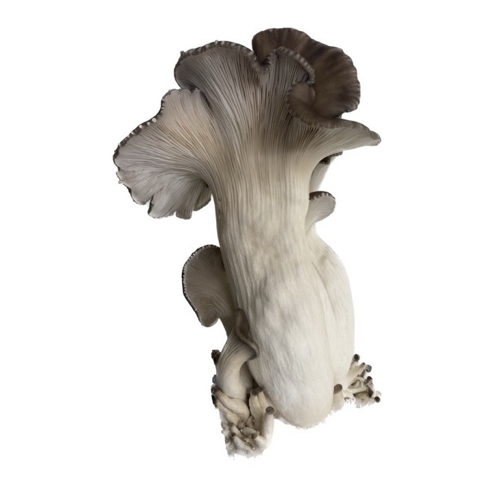 Pleurotes PERLE NOIR cultivés en France, dans les Alpes