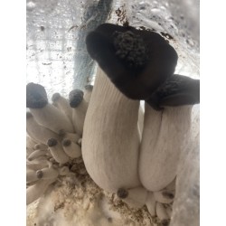 Pleurotes Perle Noir, séchés