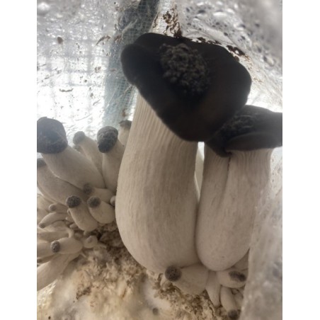 Pleurotes Perle Noir, séchés