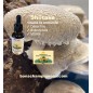 Flacon Extrait Shiitake