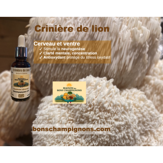 Crinière de lion Cerveau et ventre Bons champignons Coublevie France