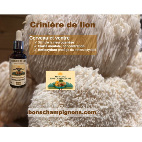 Crinière de lion Cerveau et ventre Bons champignons Coublevie France