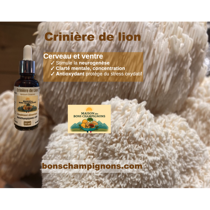 Pack Duo Yin Yang – Reishi & Crinière de Lion | Extraits Bio | Maison des Bons Champignons – COUBLEVIE, VOIRON, Chartreuse