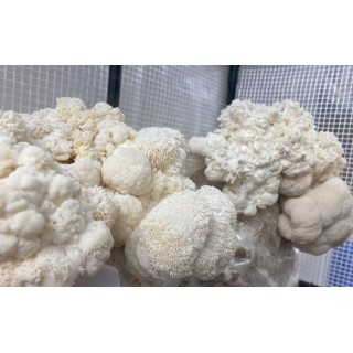 Bons Champignons CRINIERE DE LION cultivé à Coublevie, France