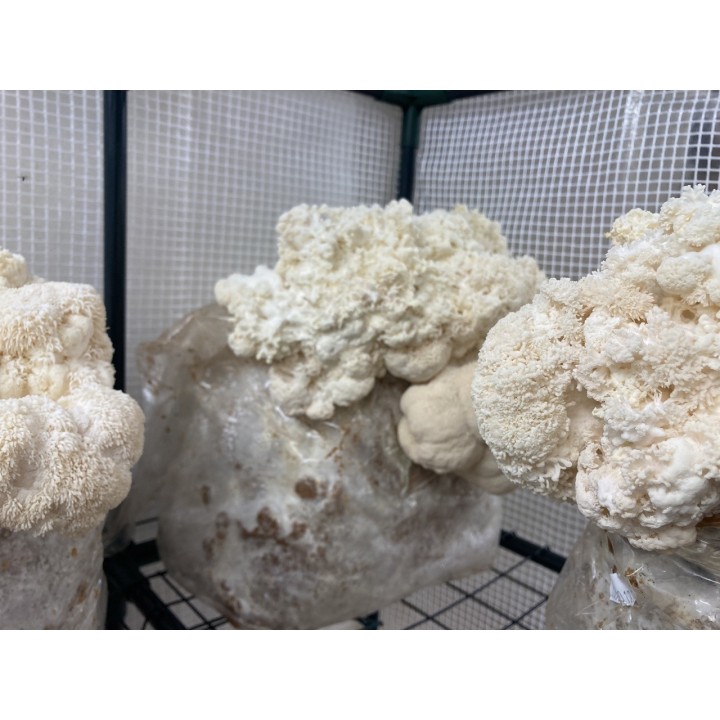 Bons Champignons CRINIERE DE LION cultivé à Coublevie, France