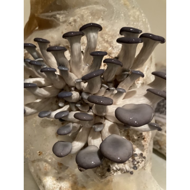 Pleurote Gris cultivé en France,