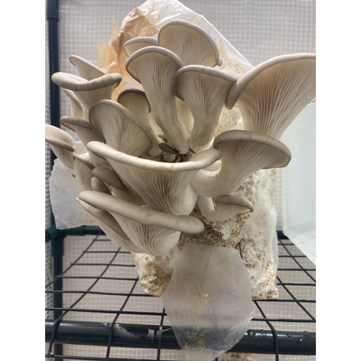 Pleurote Gris cultivé en France,