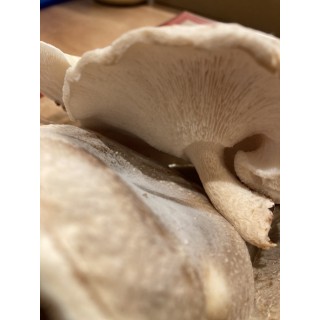 Délicieux shiitake cultivé en France