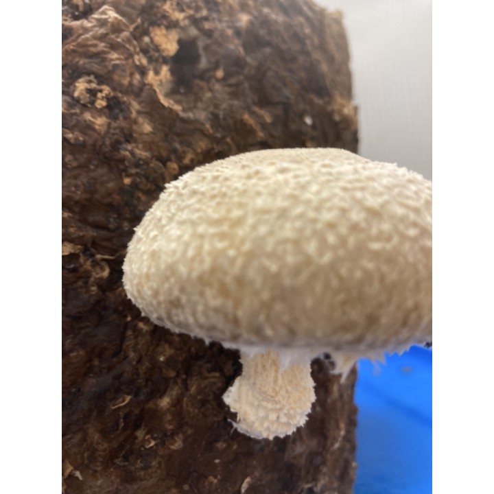 SHIITAKE cultivé en France