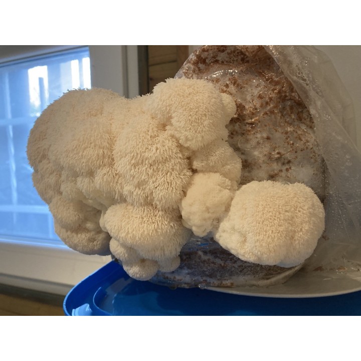 Bons Champignons CRINIERE DE LION cultivé à Coublevie, France