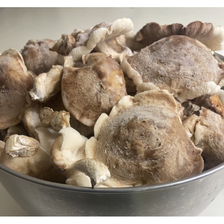 SHIITAKE cultivé en France