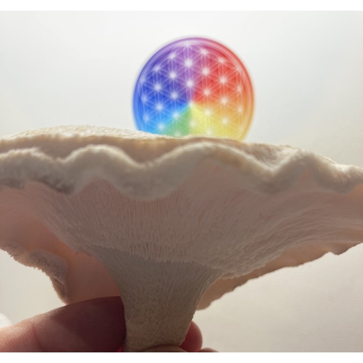 SHIITAKE cultivé en France