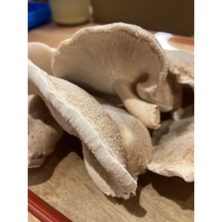 SHIITAKE cultivé en France