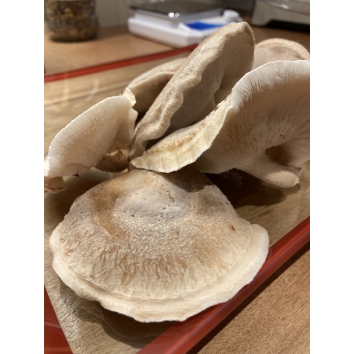 SHIITAKE cultivé en France