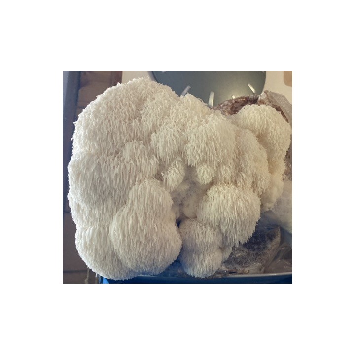 Bons Champignons CRINIERE DE LION cultivé à Coublevie, France