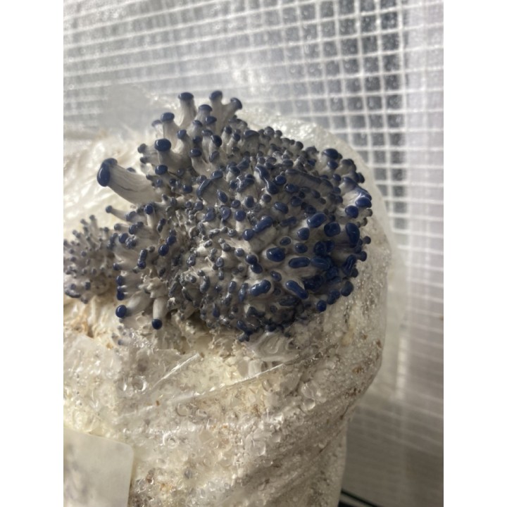 Pleurote Gris cultivé en France,