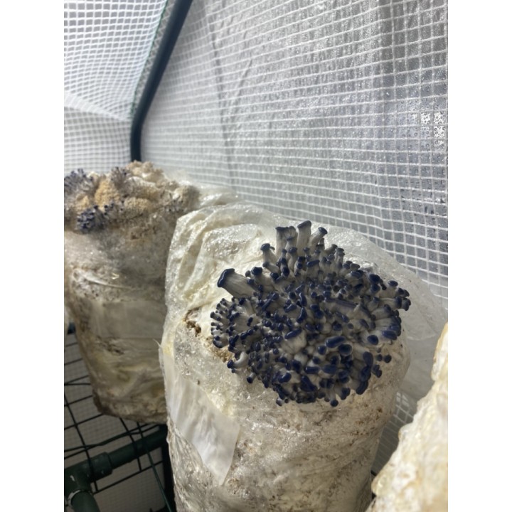 Pleurote Gris cultivé en France,