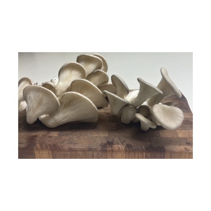 Pleurotes Gris cultivés en France,