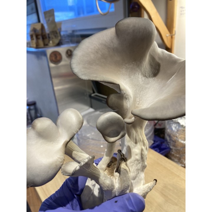 Pleurote Gris cultivé en France,