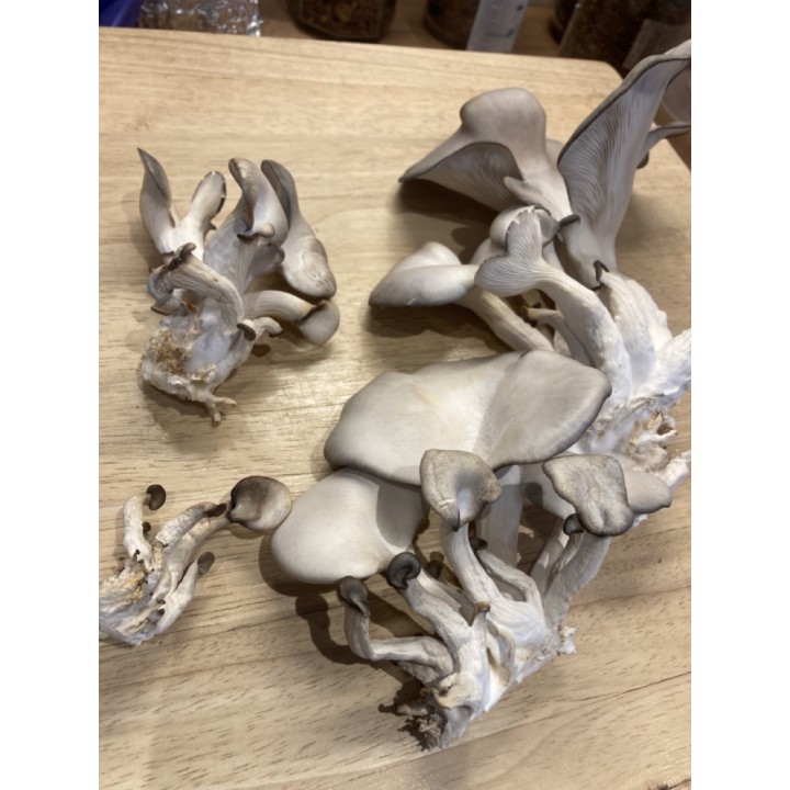 Pleurote Gris cultivé en France,