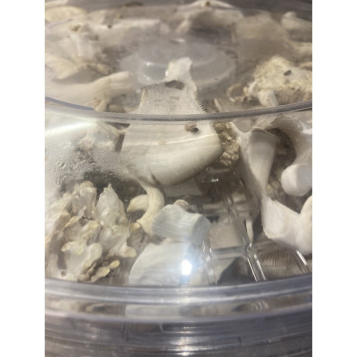 Pleurote Gris cultivé en France,