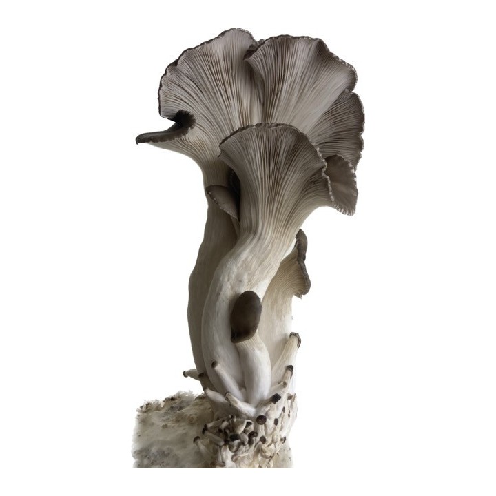 Pleurote PERLE NOIR cultivé en France, dans les Alpes