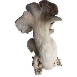 Pleurote PERLE NOIR cultivé en France, dans les Alpes