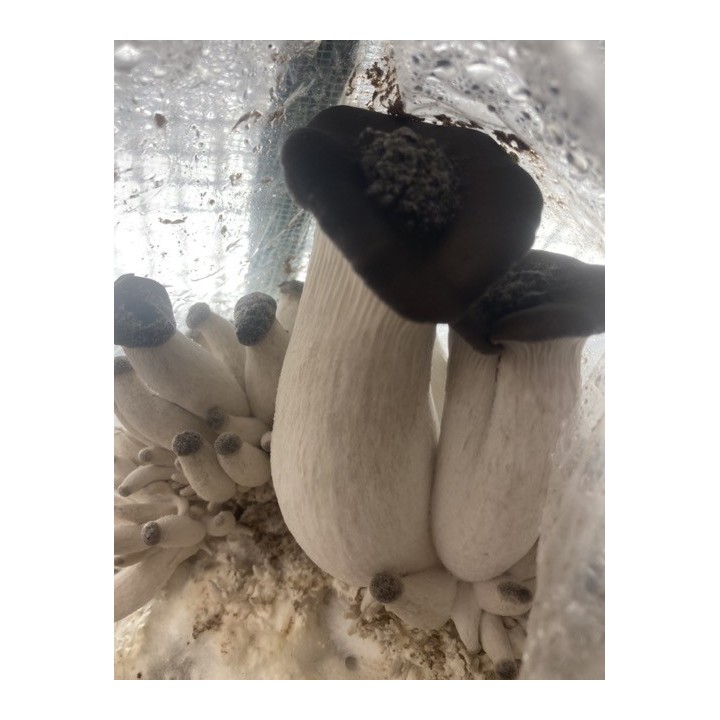 Pleurote PERLE NOIR cultivé en France, dans les Alpes