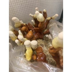 Flacon Reishi (+ concentré) Flacon Reishi (+ concentré)