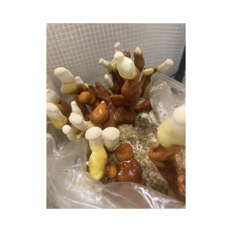 flacon REISHI concentré produit en France flacon REISHI concentré produit en France