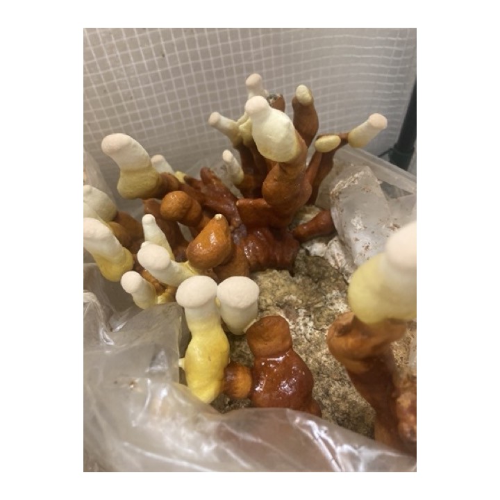 Bons Champignons REISHI cultivé en France