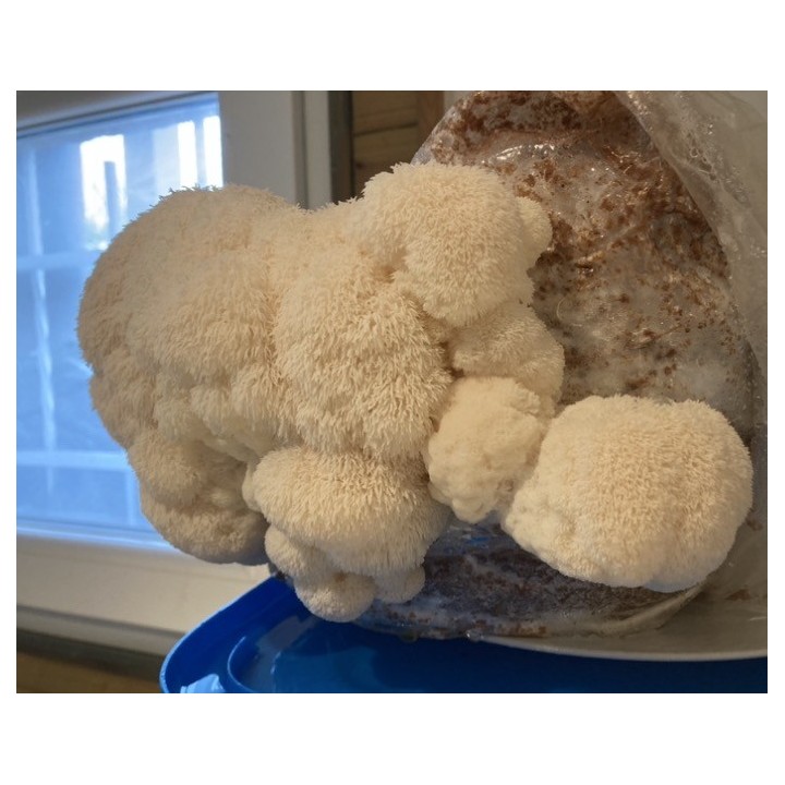 Bons Champignons CRINIERE DE LION cultivé à Coublevie, France