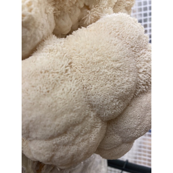 Bons Champignons CRINIERE DE LION cultivé à Coublevie, France