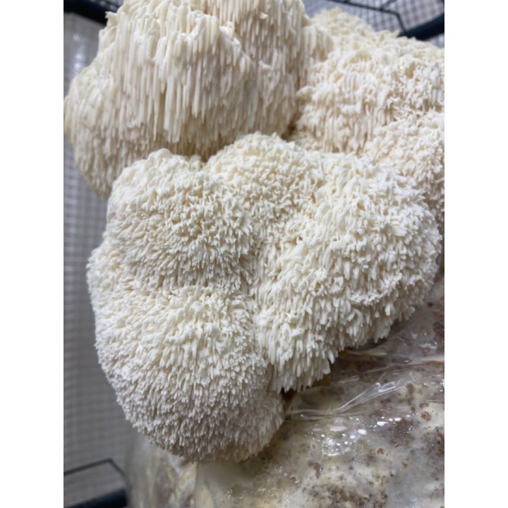 Bons Champignons CRINIERE DE LION cultivé à Coublevie, France