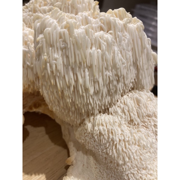 Bons Champignons CRINIERE DE LION cultivé à Coublevie, France