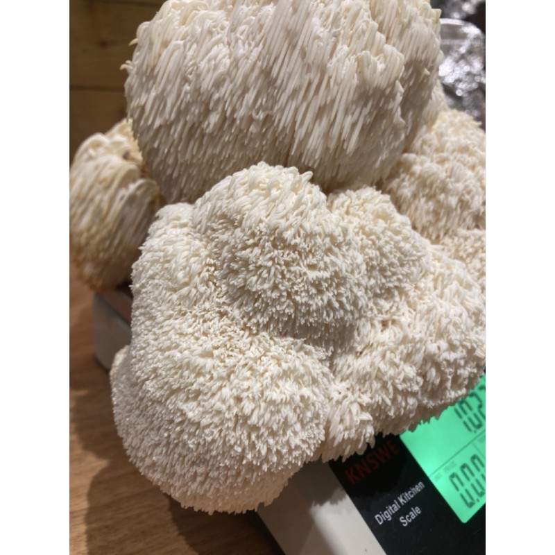 Bons Champignons CRINIERE DE LION cultivé à Coublevie, France Bons Champignons CRINIERE DE LION cultivé à Coublevie, France