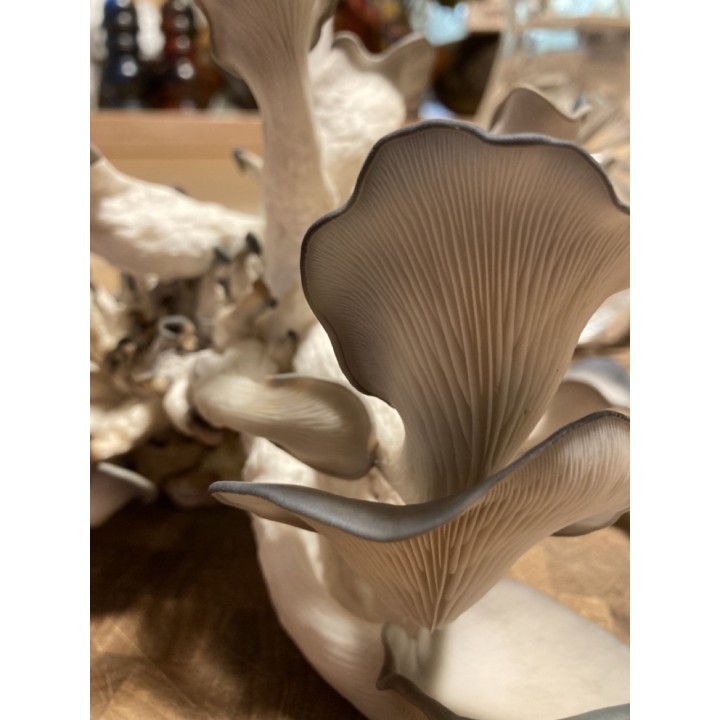 Pleurotes Gris cultivés en France,