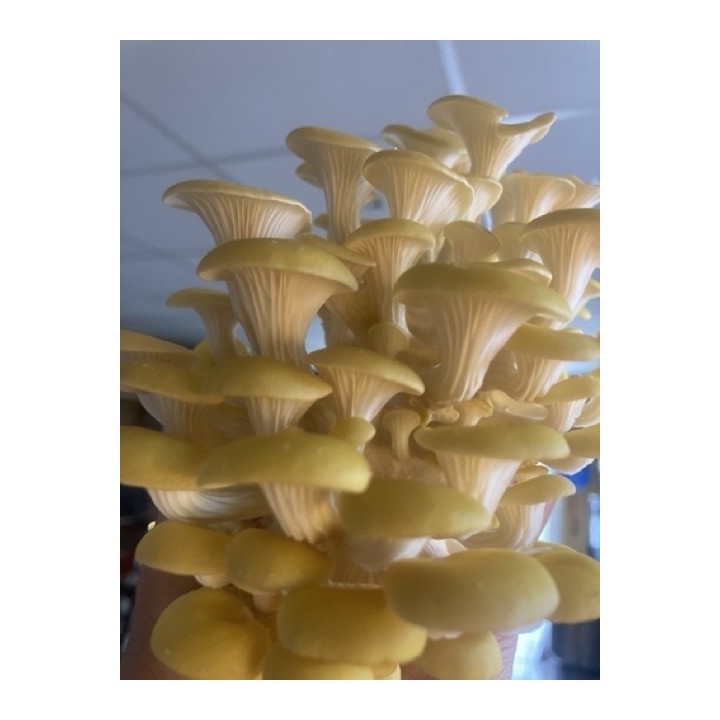 Pleurote Gris cultivé en France,