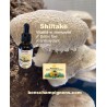 Shiitake