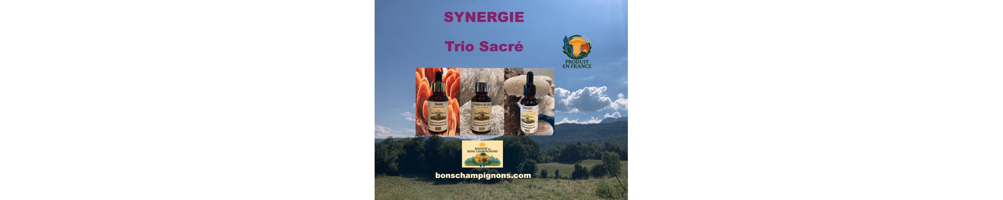 Synergie Champignons Médicinaux | Reishi, Crinière, Shiitake